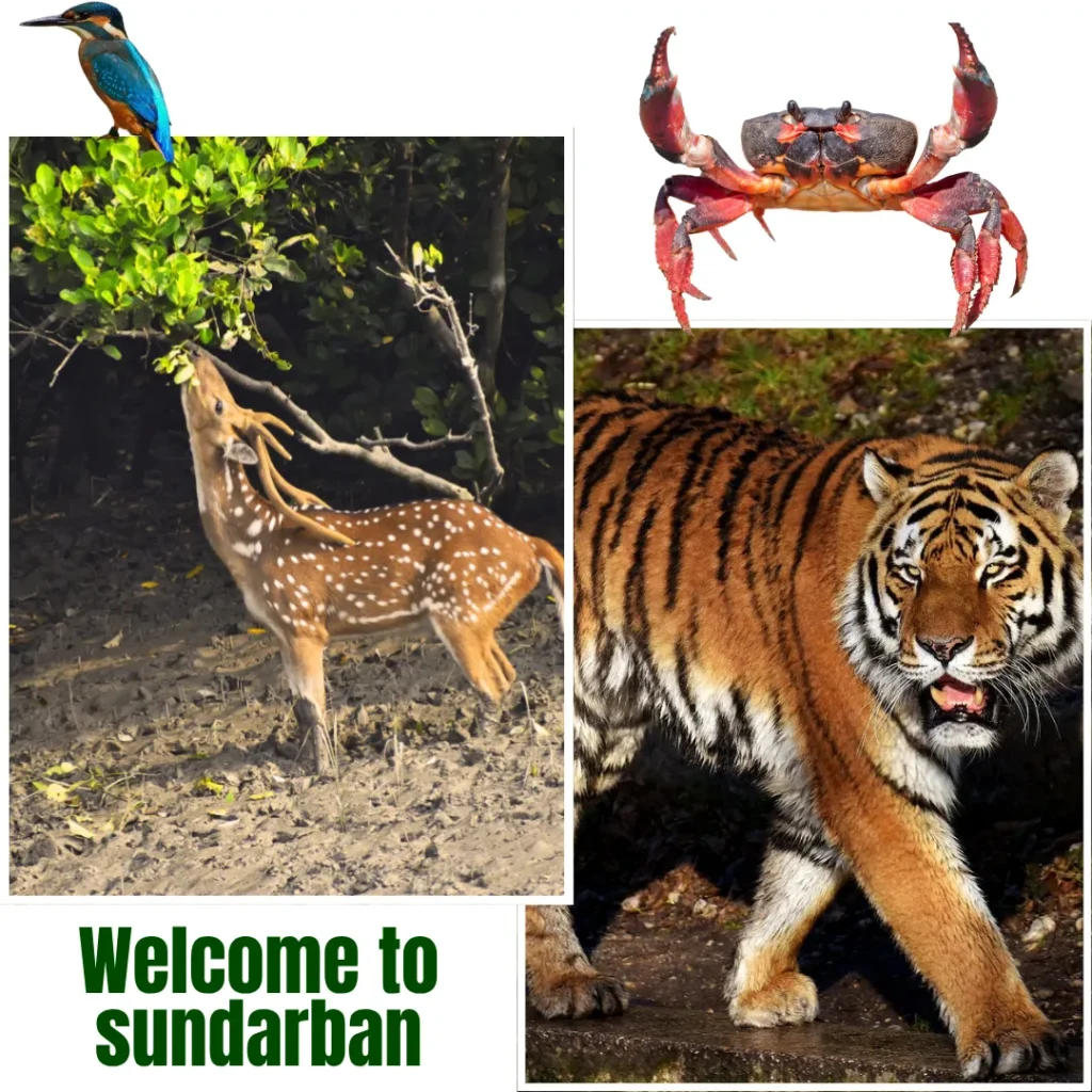 sundarban animals - Pother Dabi Tour & Travels